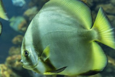 Akvaryumda yüzen uzun kuyruklu melek balığı. Bu balık genellikle Amazon, Orinoco ve Essequibo nehir havzalarında yaşar..