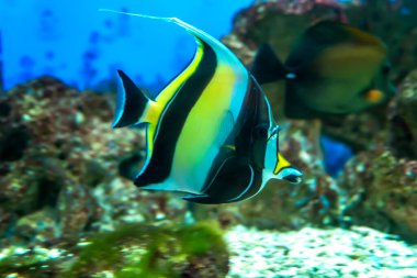 Akvaryumda yüzen uzun kuyruklu melek balığı. Bu balık genellikle Amazon, Orinoco ve Essequibo nehir havzalarında yaşar..