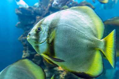 Akvaryumda yüzen uzun kuyruklu melek balığı. Bu balık genellikle Amazon, Orinoco ve Essequibo nehir havzalarında yaşar..