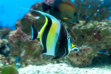 Akvaryumda yüzen uzun kuyruklu melek balığı. Bu balık genellikle Amazon, Orinoco ve Essequibo nehir havzalarında yaşar..