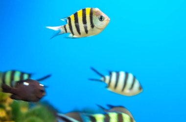 Akvaryumda yüzen uzun kuyruklu melek balığı. Bu balık genellikle Amazon, Orinoco ve Essequibo nehir havzalarında yaşar..