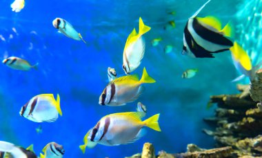 Dikenli Acanthuridae familyasından balıklar akvaryumda yüzüyor. Bu akvaryumda süs olarak tutulan çok güzel bir deniz balığı.