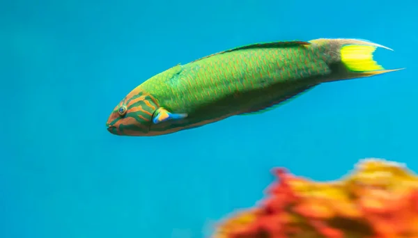 天使鱼长尾在水族馆里游泳 这种鱼通常生活在南美洲热带地区的亚马逊 奥里诺科和埃斯波河流域 — 图库照片