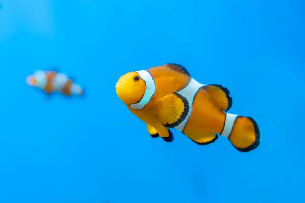 Fish Amphiprion Ocellaris Nadando Naturaleza Esta Una Especie Pez Payaso — Foto de Stock