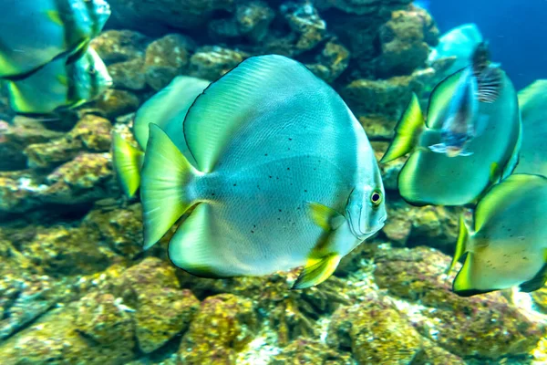 Angel Peces Cola Larga Nadando Acuario Este Pez Vive Generalmente — Foto de Stock