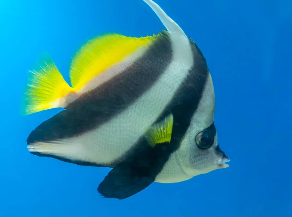 Angel fish long tail swimming in aquarium. This fish usually lives in the Amazon, Orinoco and Essequibo river basins in tropical South America.