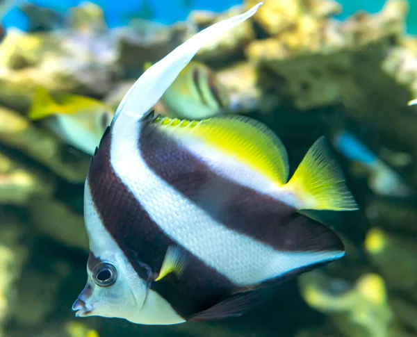 Pesce Angelo Coda Lunga Nuotare Acquario Questo Pesce Solito Vive — Foto Stock