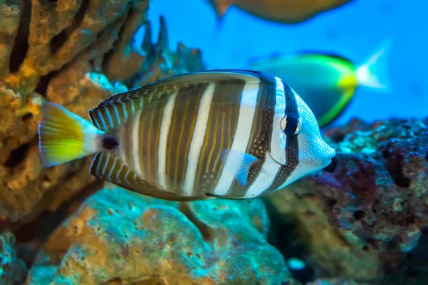 Angel fish long tail swimming in aquarium. This fish usually lives in the Amazon, Orinoco and Essequibo river basins in tropical South America.