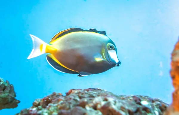 Angel fish long tail swimming in aquarium. This fish usually lives in the Amazon, Orinoco and Essequibo river basins in tropical South America.