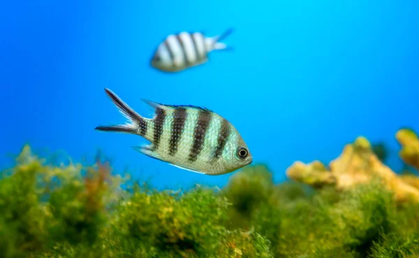 天使鱼长尾在水族馆里游泳 这种鱼通常生活在南美洲热带地区的亚马逊 奥里诺科和埃斯波河流域 — 图库照片