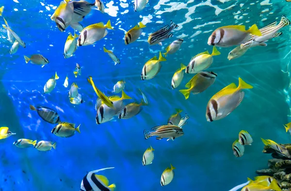 Рыбы Семейства Acanthuridae Плавают Аквариуме Красивая Морская Рыба Которая Хранится — стоковое фото