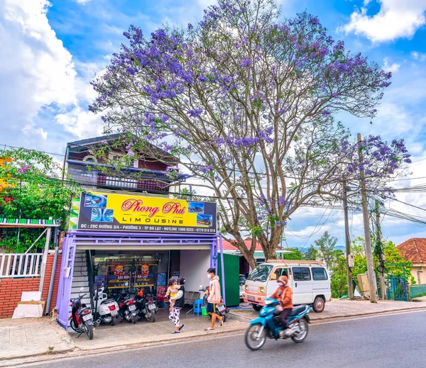 Lat Βιετνάμ Απριλίου 2022 Ανθισμένα Δέντρα Jacaranda Στη Γωνία Του — Φωτογραφία Αρχείου