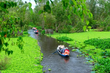An Giang, Vietnam - 3 Eylül 2022: Kayıkçı, Mangrove ormanlarındaki kanallar boyunca bir tekne turuna çıkar. Burası An Giang, Vietnam 'daki Mekong Delta' da bir eko turizm alanı.