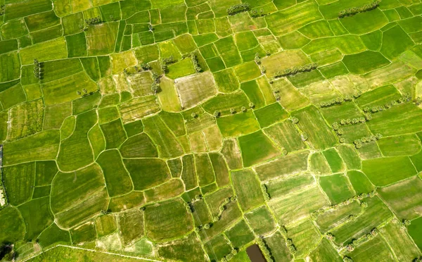 Les Rizières Sont Belles Matin Entrecoupées Beaux Paisibles Arbres Jaggery — Photo