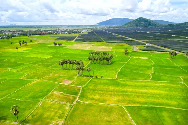 Reisfelder Durchsetzt Mit Solarfeldern Morgen Eine Kombination Aus Landwirtschaft Und — Stockfoto