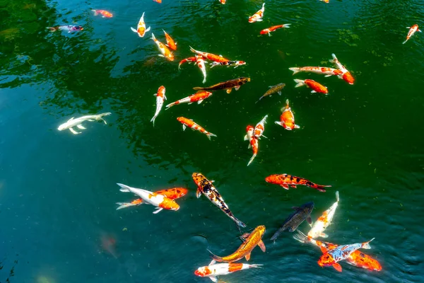 Koi Kolam Taman Ekologi Menjaga Ikan Koi Adalah Hobi Dan — Stok Foto