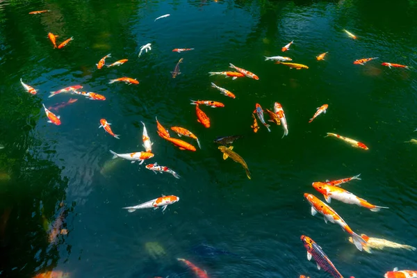 Koi Kolam Taman Ekologi Menjaga Ikan Koi Adalah Hobi Dan — Stok Foto