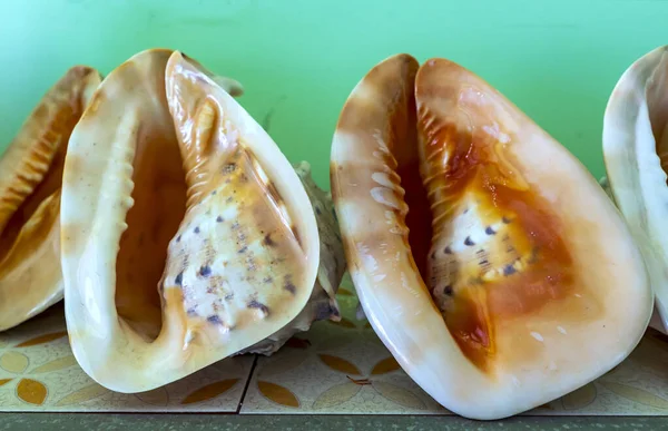 Single sea shell of marine snail displayed in souvenir market. This is a species of predatory sea snail, a marine gastropod mollusk in the family Muricidae. Undersea Animals.