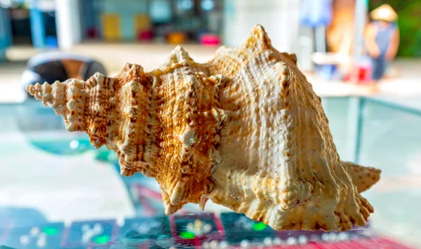 Single sea shell of marine snail displayed in souvenir market. This is a species of predatory sea snail, a marine gastropod mollusk in the family Muricidae. Undersea Animals.
