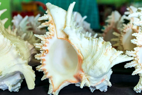 Single sea shell of marine snail displayed in souvenir market. This is a species of predatory sea snail, a marine gastropod mollusk in the family Muricidae. Undersea Animals.