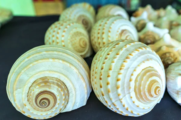 Unique Coquille Escargot Marin Exposée Dans Marché Aux Souvenirs Agit — Photo
