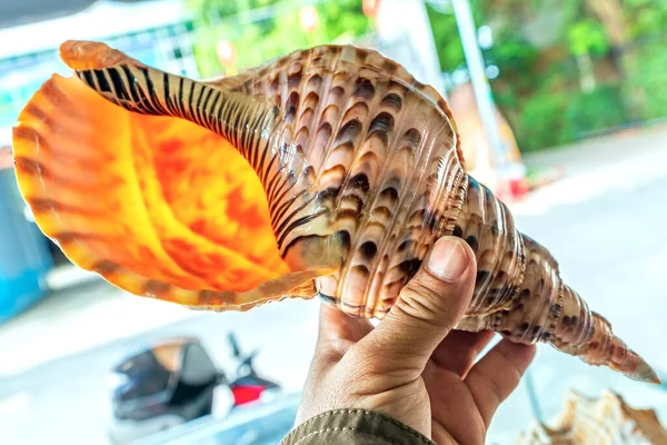 Single sea shell of marine snail in the hands of tourists watching is amazing. This is a species of predatory sea snail, a marine gastropod mollusk in the family Muricidae. Undersea Animals.