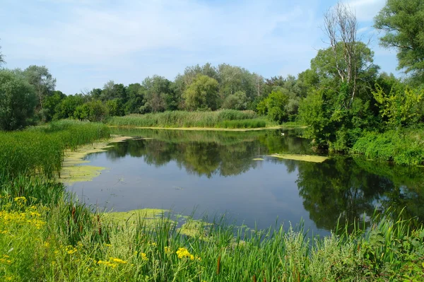 Fluss und Wald. — Stockfoto