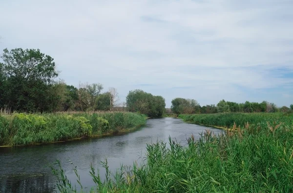 Rivier en bos. — Stockfoto