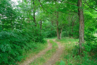 Bahar ahşap ve yol