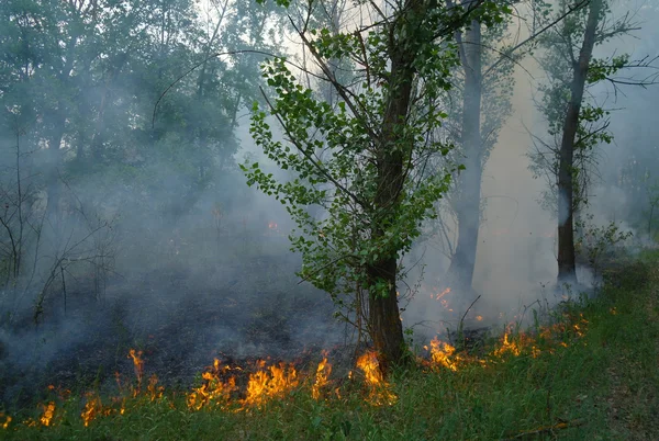 Forest fire — Stock Photo, Image