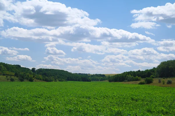 Este campo de maíz — Foto de Stock