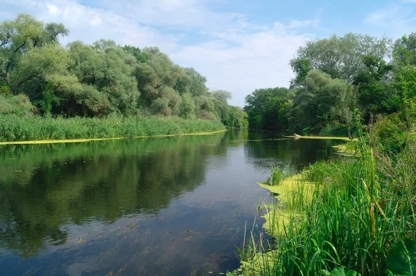 Rivier en bos. — Stockfoto