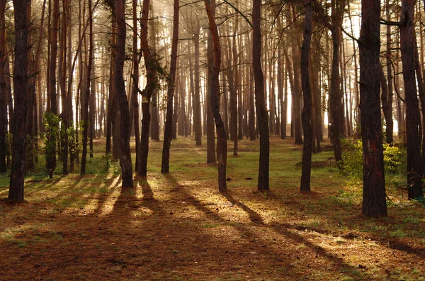 Ochtend in dennenbos. — Stockfoto