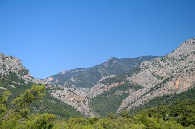 kayalar ve ağaçlar