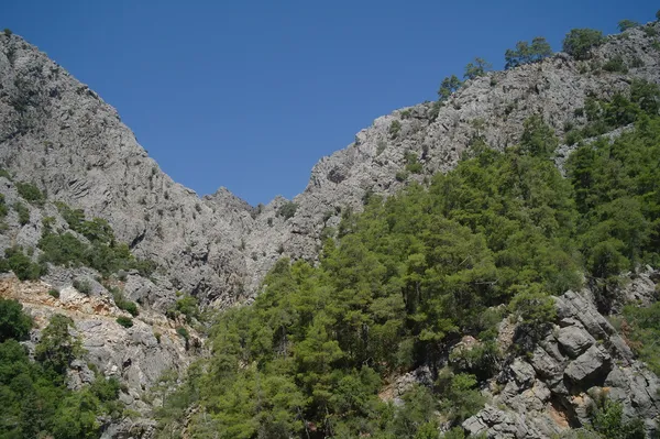 Kayalar ve ağaçlar — Stok fotoğraf