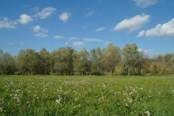 Letní krajina a zamračená obloha — Stock fotografie