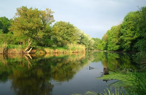 Rivière et forêt. — Photo