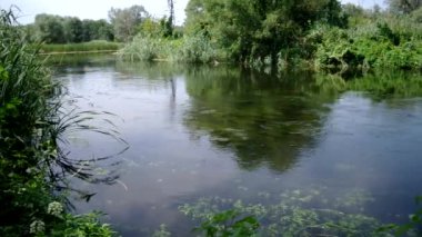 Flowing river and green reeds