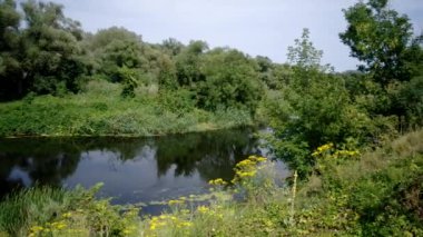 Flowing river and green reeds