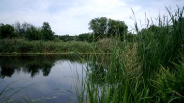Flowing river and green reeds