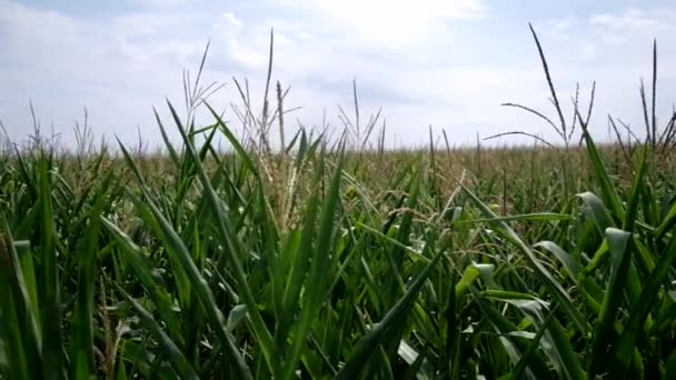 El campo del maíz — Vídeo de stock