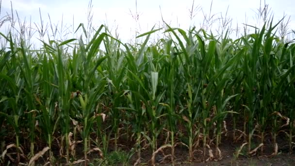 A mező a kukorica — Stock videók