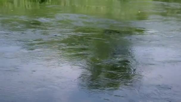 Plantas de agua en movimiento — Vídeos de Stock