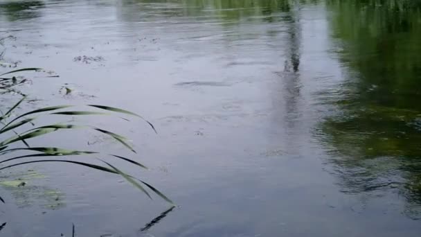 Flowing river and green reeds — Stok video
