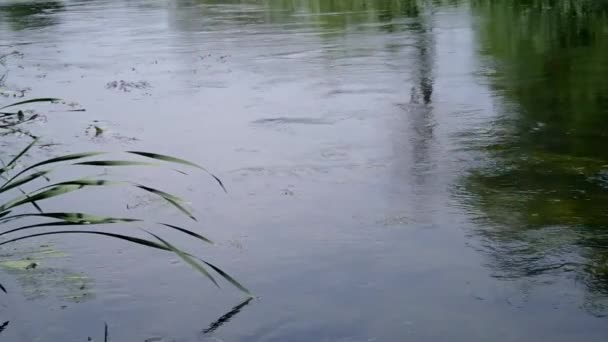 Płynącej rzeki i zielone trzciny — Wideo stockowe