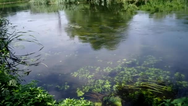 Flowing river and green reeds — Stockvideo