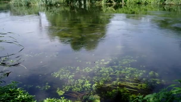 Перемещение водных растений — стоковое видео