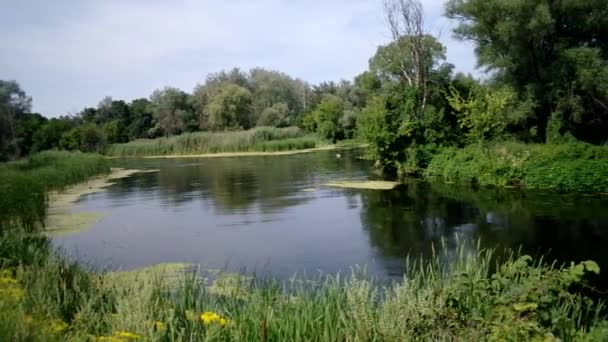 Fließender Fluss und grünes Schilf — Stockvideo