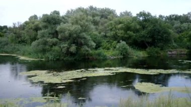 Flowing river and green reeds