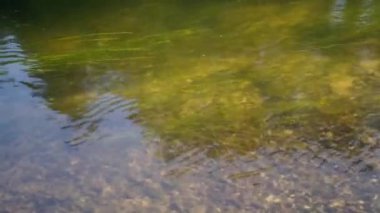 hareketli su bitkileri